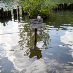 Pond in summer