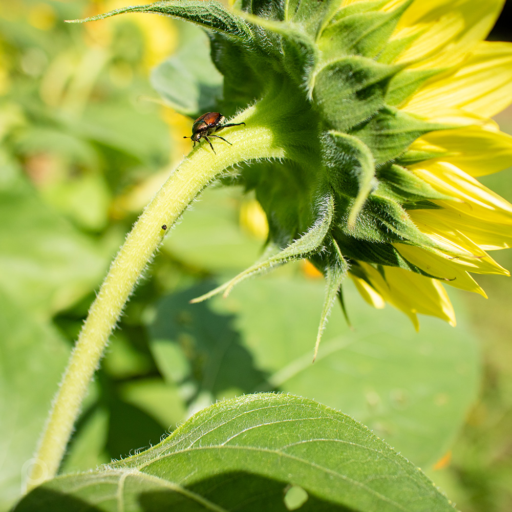 Sunflower with a Japanese beetle