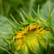 Sunflower bud