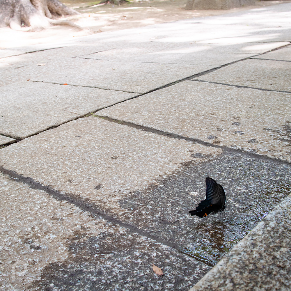 Black swallowtail butterfly around the purification fountain