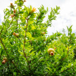 Green pomegranate fruit