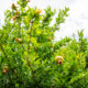 Green pomegranate fruit