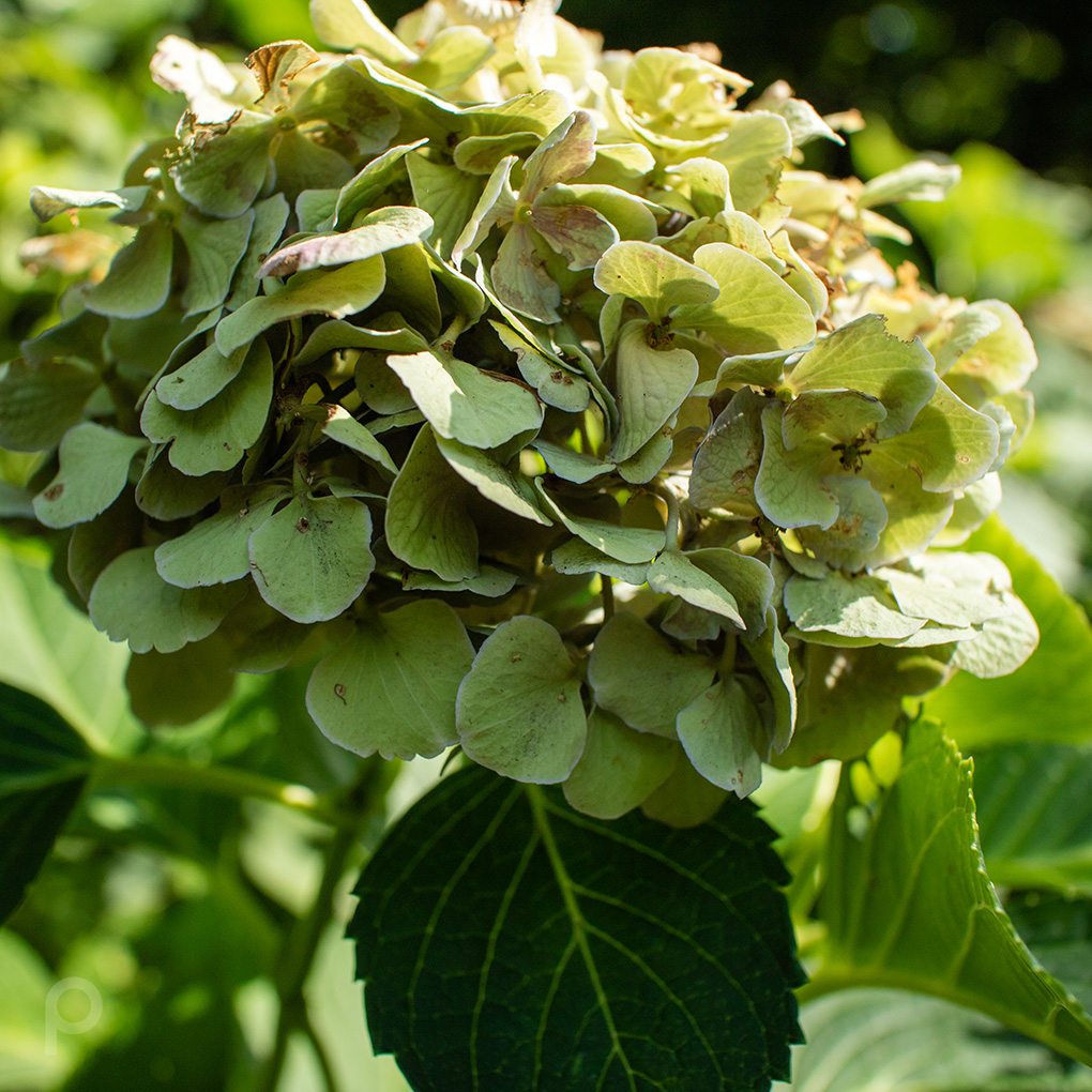 Half-dried hydrangea