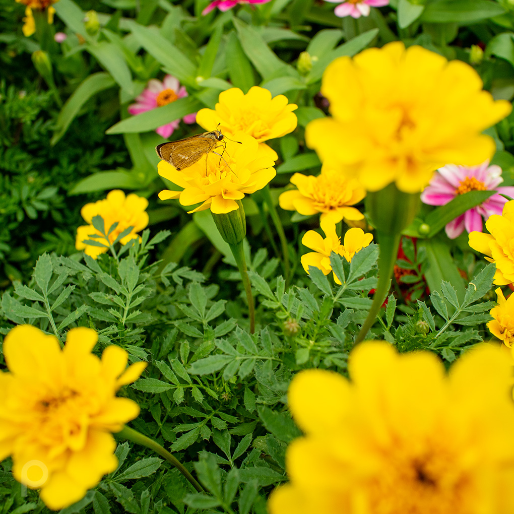 Skipper on marigold