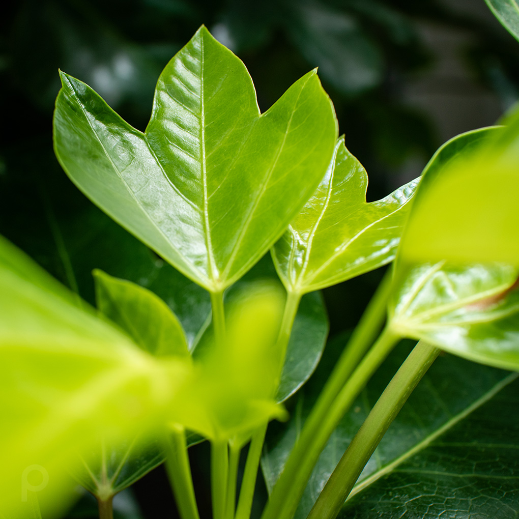 Young leaves of Kakuremino