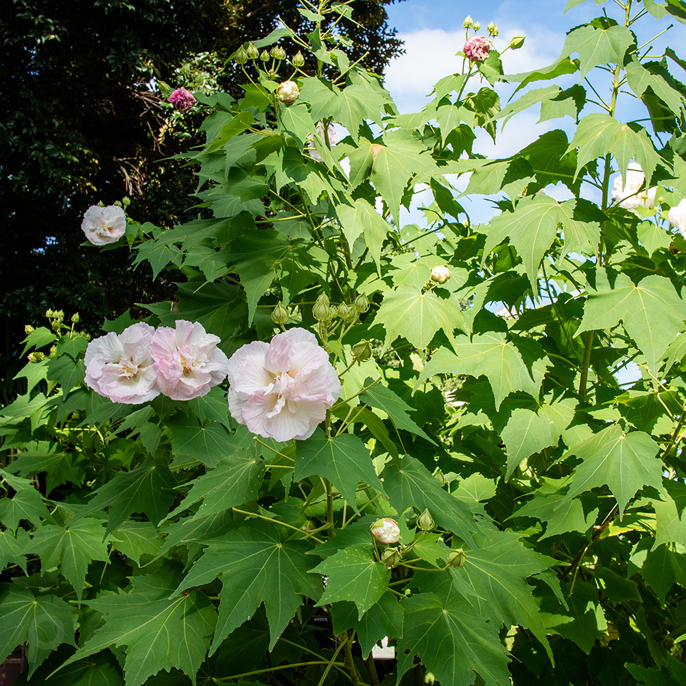 Cotton rosemallow