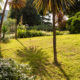 Cordyline in the garden