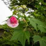 Hibiscus mutabilis f. versicolor