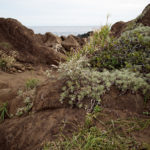 Coastal plants