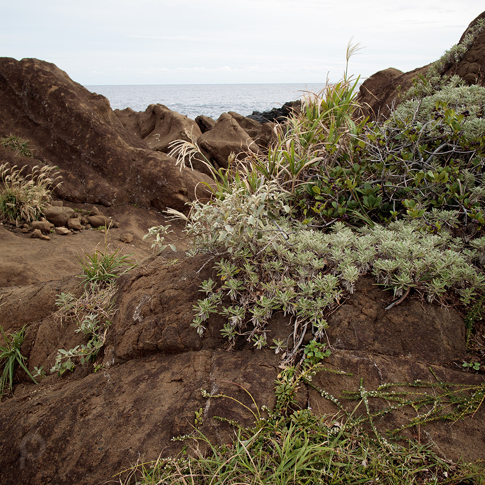 Coastal plants