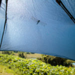 Dragonfly on the parasol