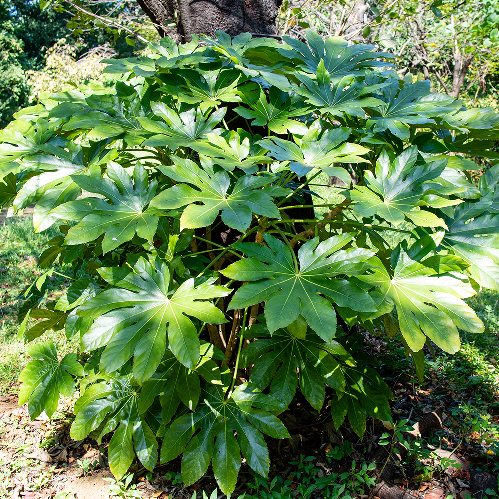 glossy-leaf paper plant