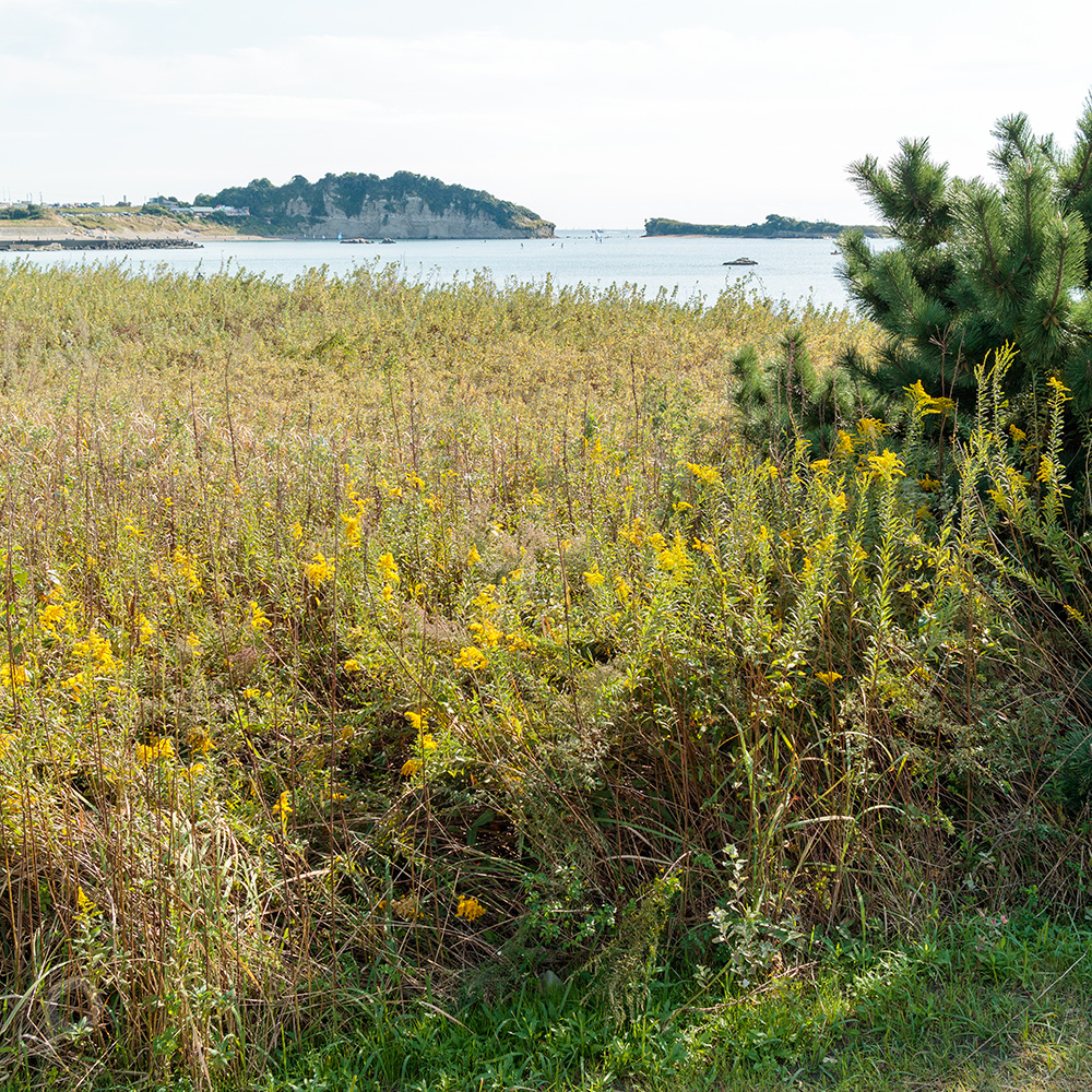 Seaside grass