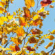 Autumn leaves of Redbud