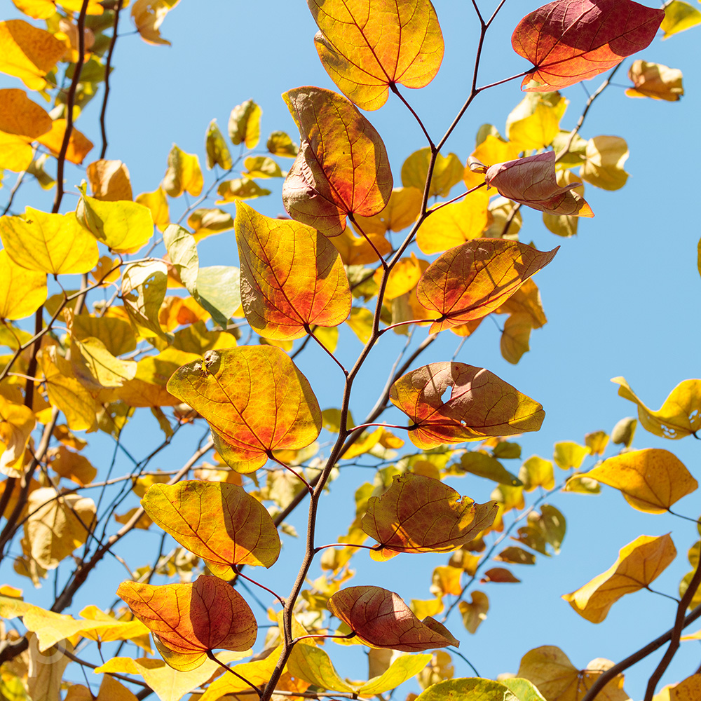 Autumn leaves of Redbud