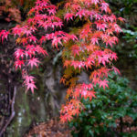 momiji