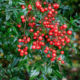 Red berries of Nanten