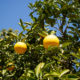 Large Natsumikan fruits