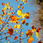 Autumn leaves of tulip tree