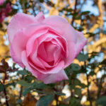 Pink rose facing to us. Branches and blue sky in the background.