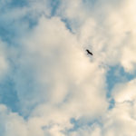 Black kite and clouds