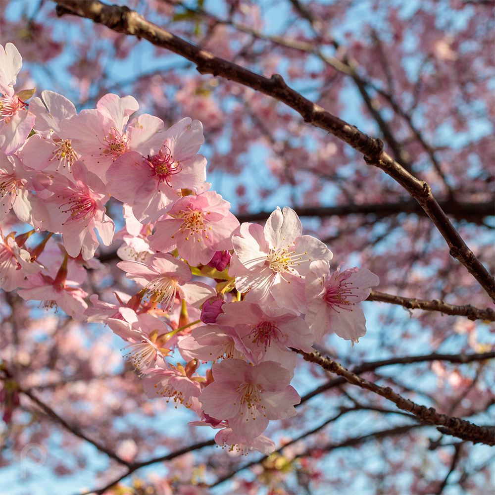 Kawazu cherry blossoms