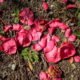 Camellia flowers blooming on the ground