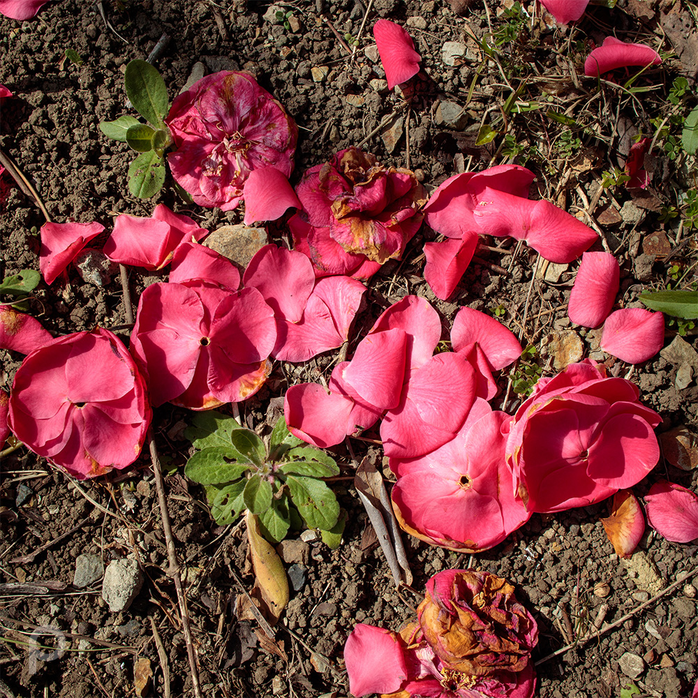 fallen camellia flower