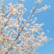 Cherry blossoms in the blue sky