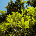 Loquat leaves in April