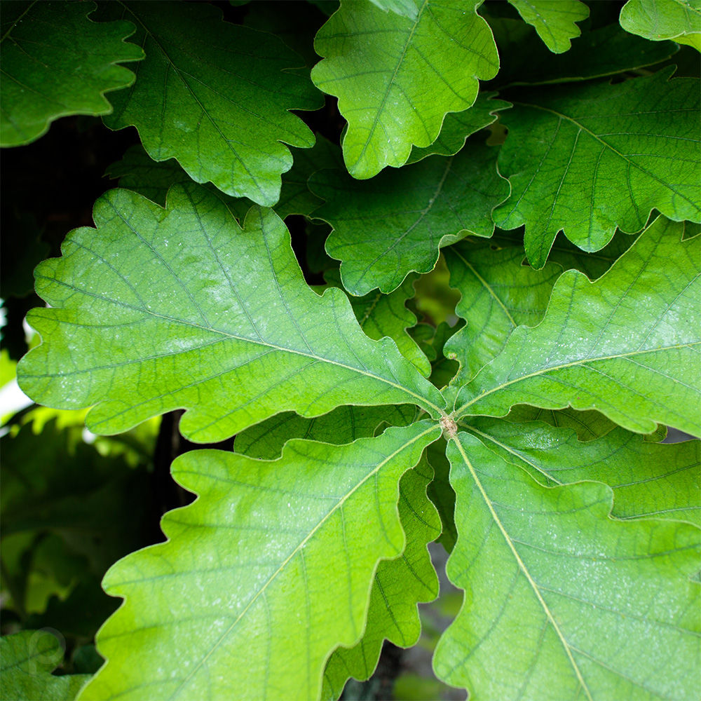 Leaves of Daimyo Oak