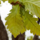 Leaves of Daimyo Oak