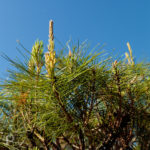 Japanese umbrella pine