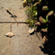 Lizard on cobblestone