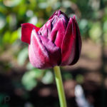 wine red tulip