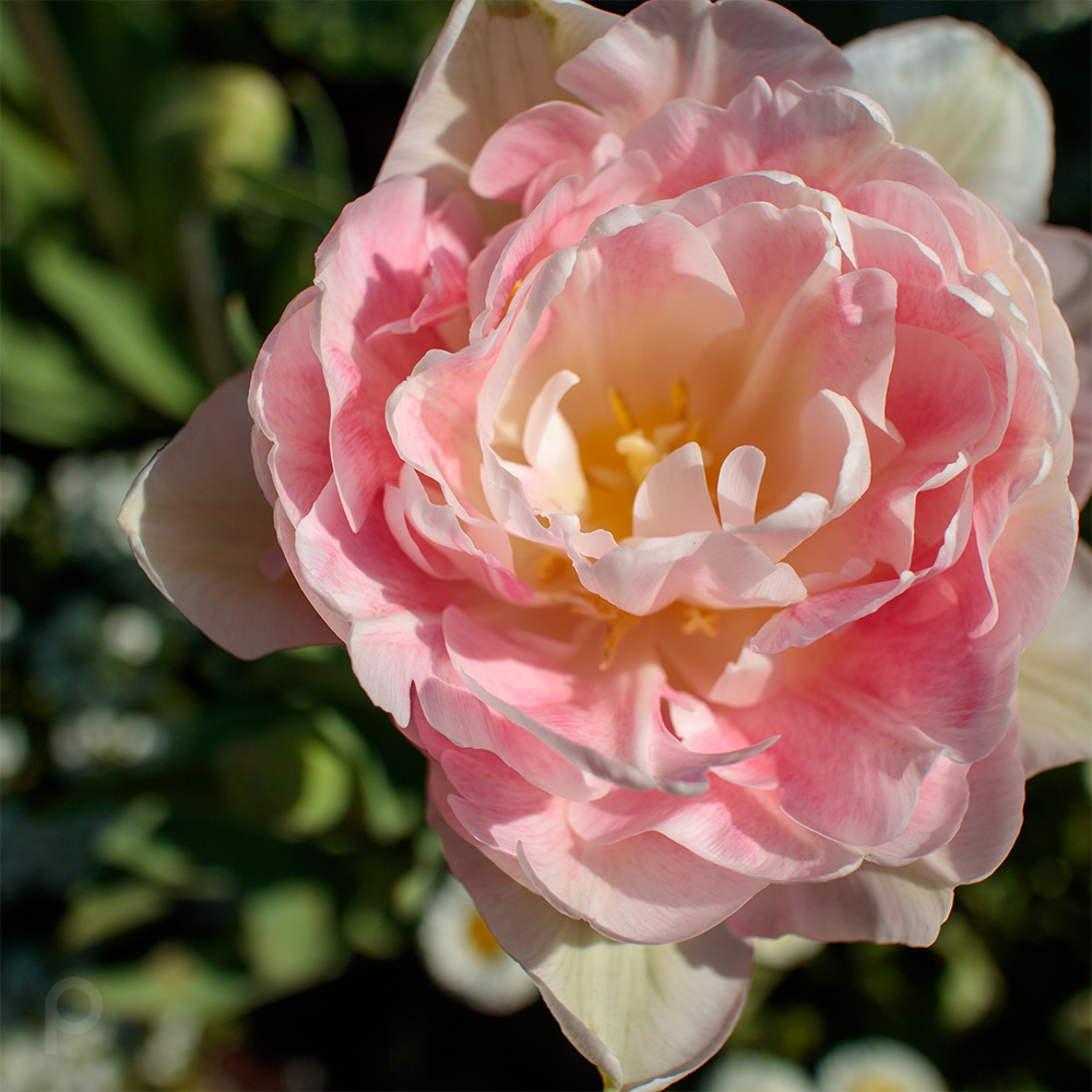 Double-flowered tulip