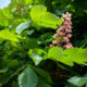 Jagged leaves and pink flowers