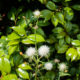 Fluff of sow thistle