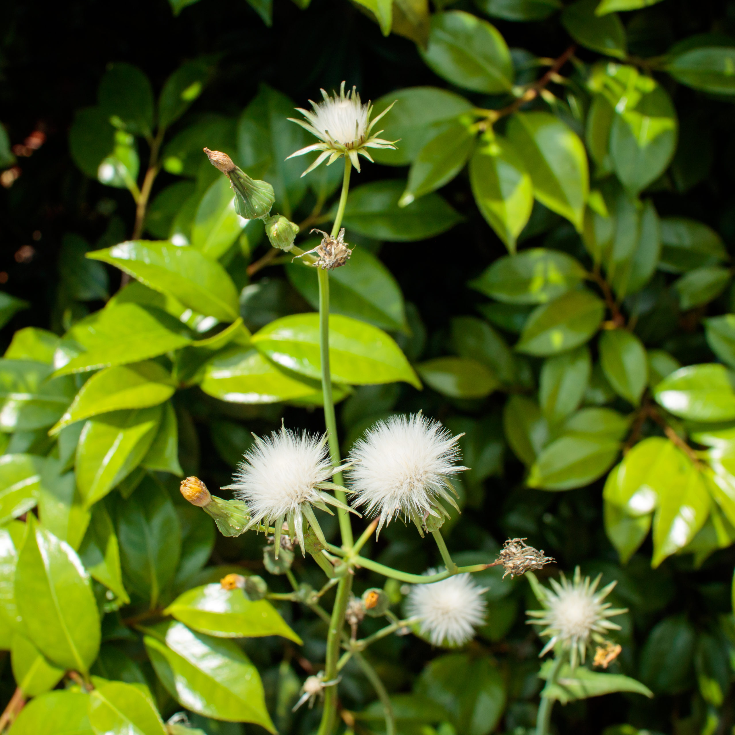 fluff of sow thistle