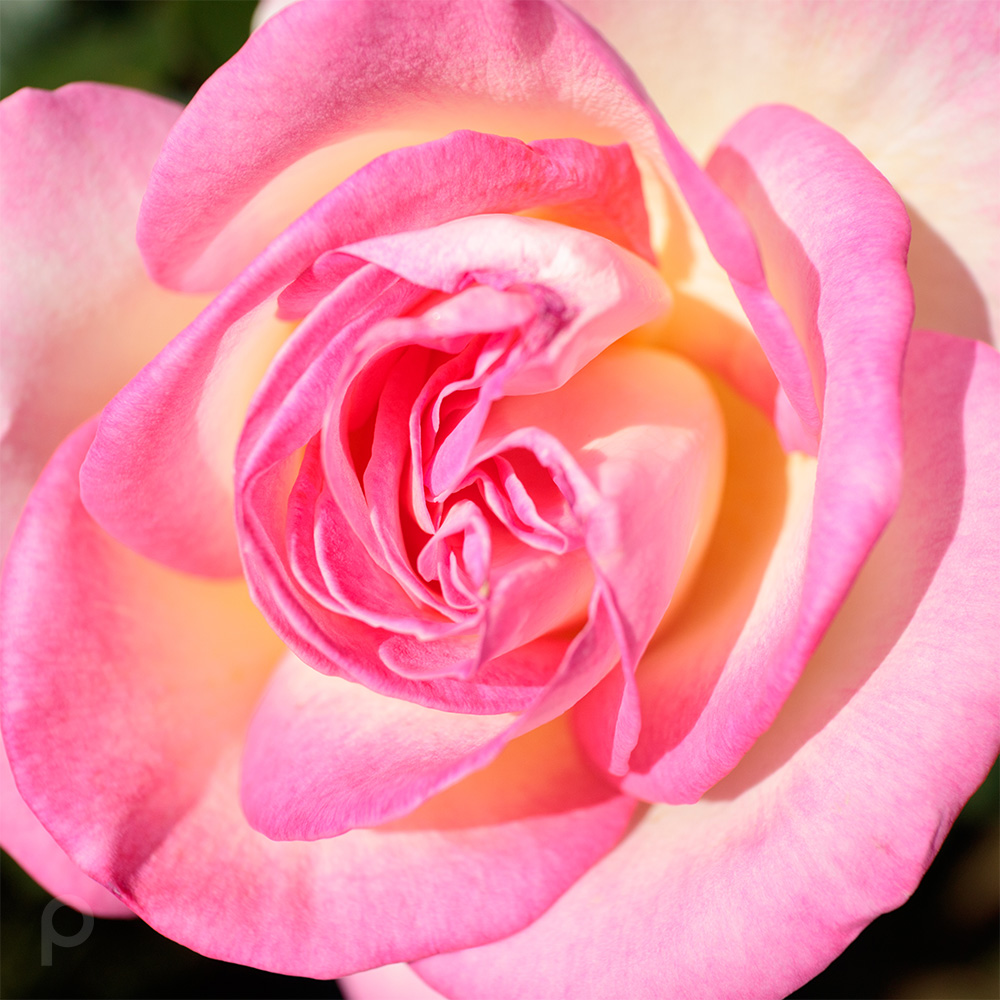 fragrant rose