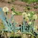 Onion flower head blooming at the edge of a field