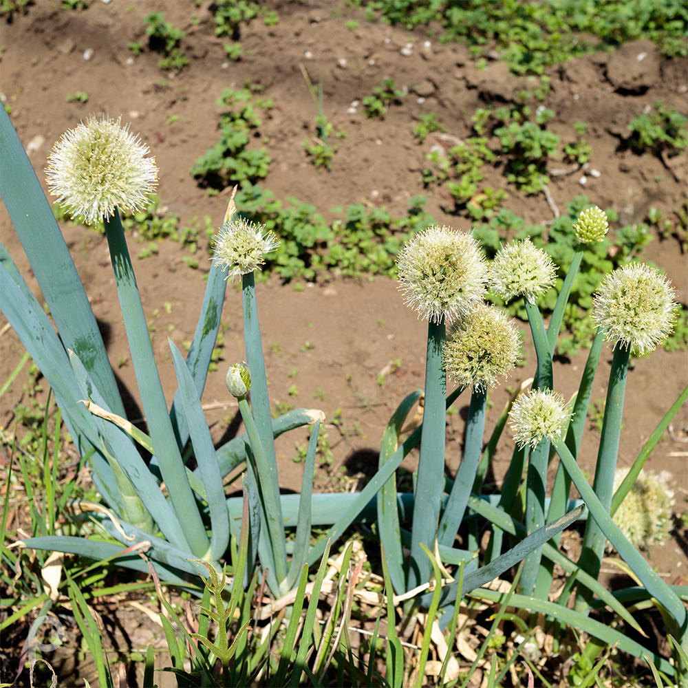 Onion flower head