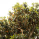 Loquat