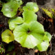 Leopard Plant