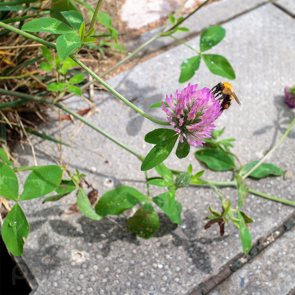 Red clover and a bee