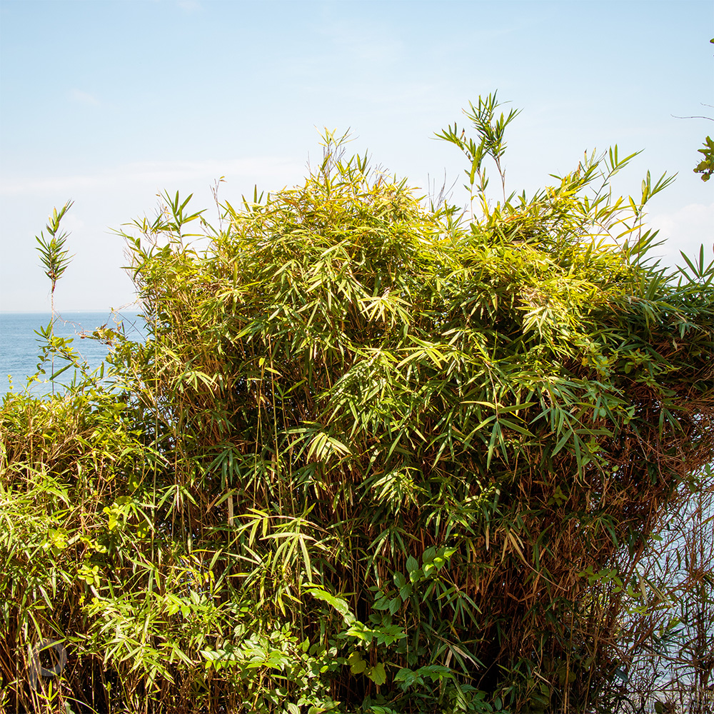 Bamboo grass and the sea