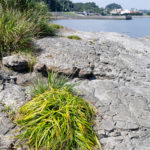 seaside grass