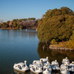 swan boats