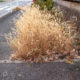 Foxtail grass in winter