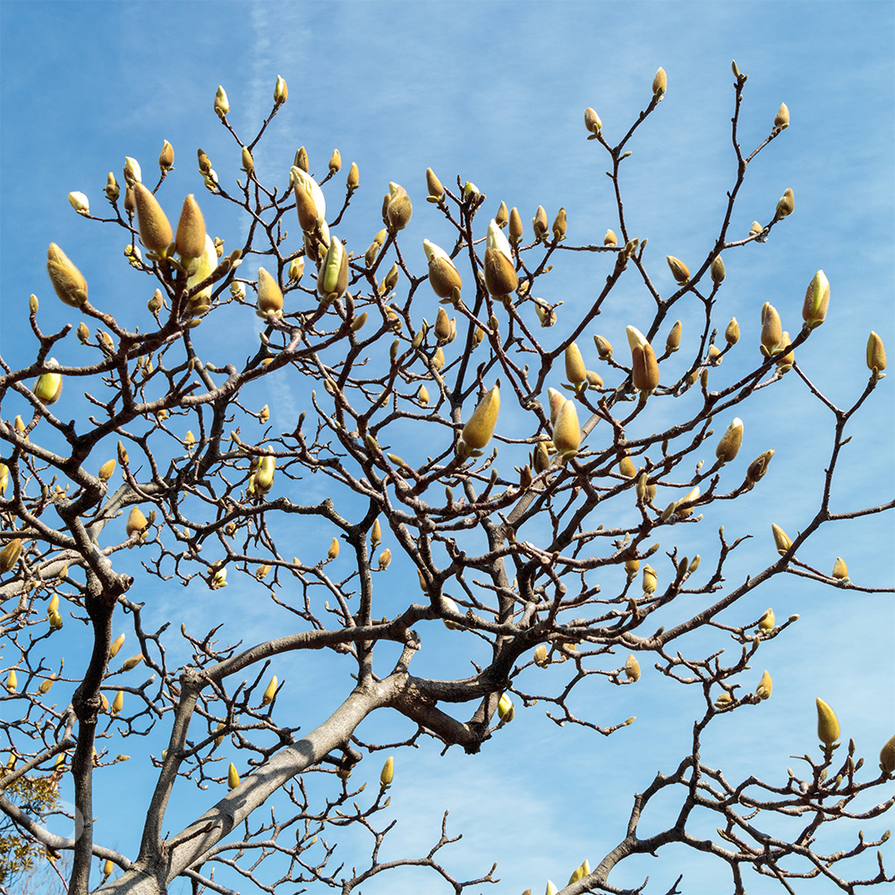 White magnolia buds